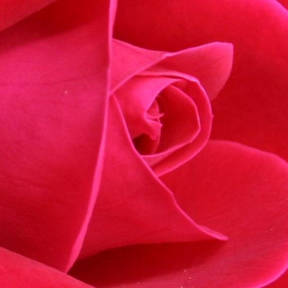 Jaylynn - Picture 1 of 1